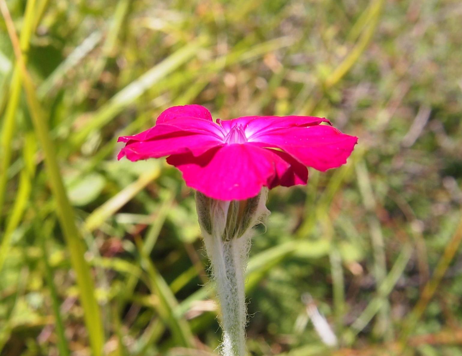 Campion, Rose